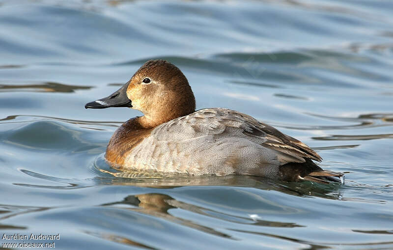 Common Pochard female adult breeding, identification