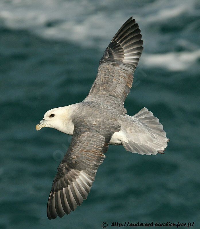 Fulmar boréal