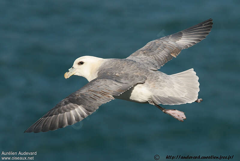 Fulmar boréaladulte