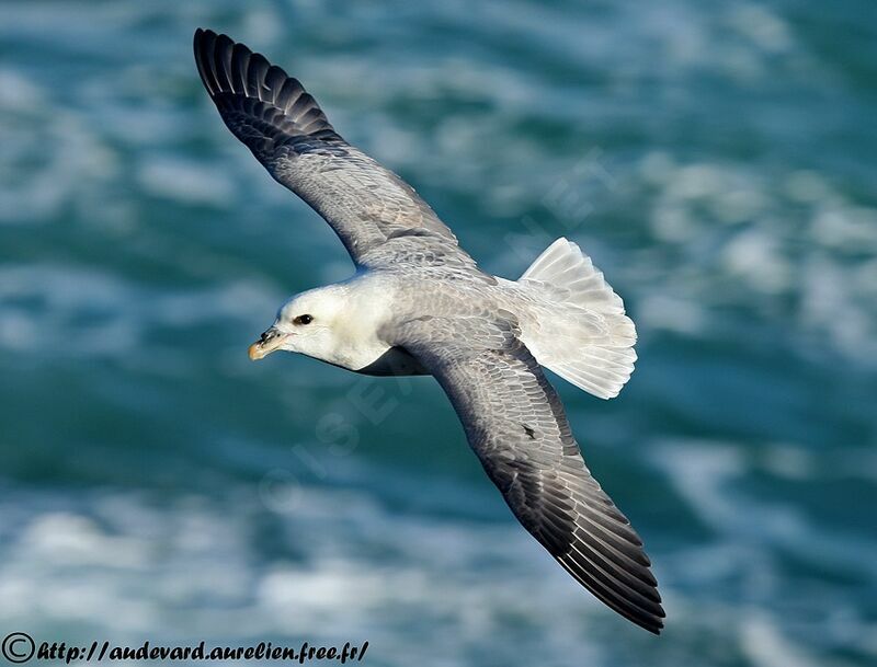 Fulmar boréaladulte nuptial