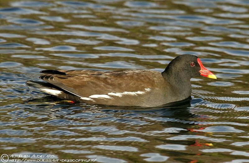 Common Moorhen