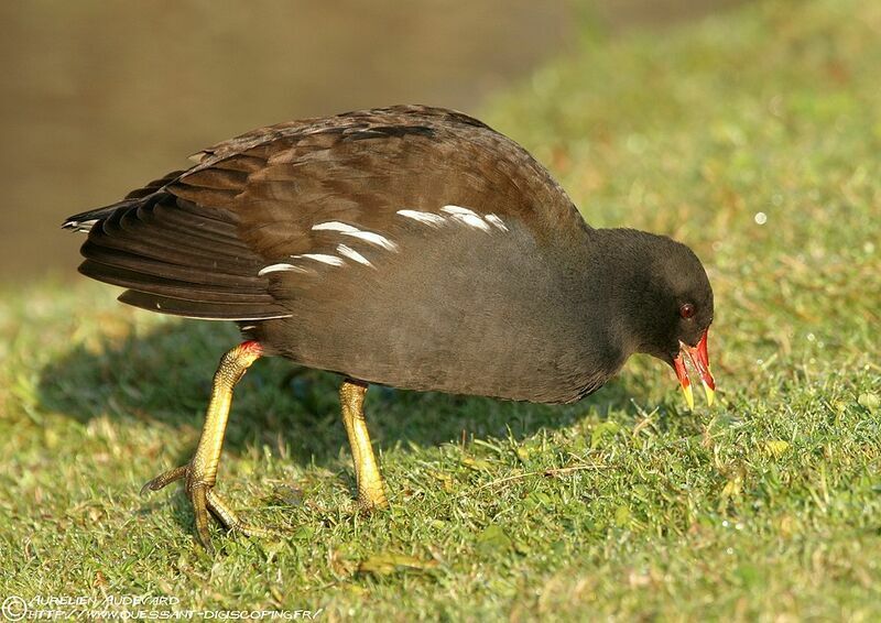 Common Moorhenadult post breeding