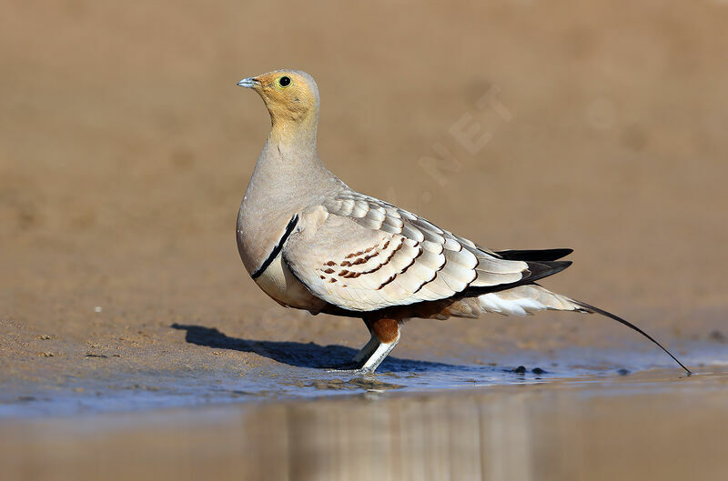 Chestnut-bellied Sandgrouse