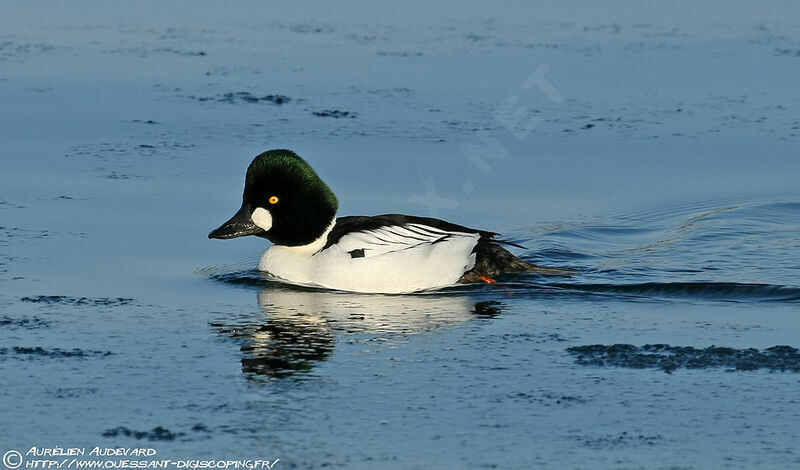 Common Goldeneye male adult breeding