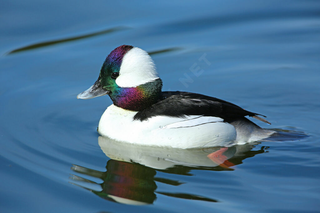 Garrot albéole - Petit Garrot<br /> mâle adulte, identification