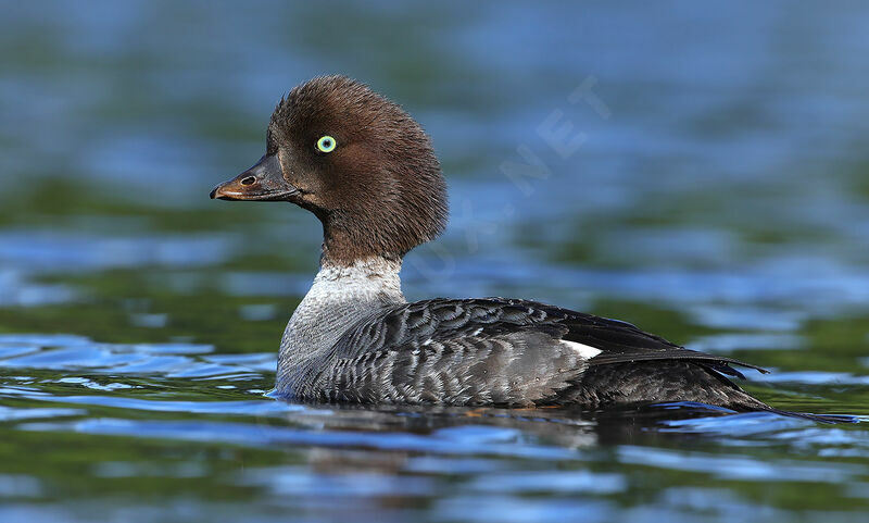 Barrow's Goldeneye