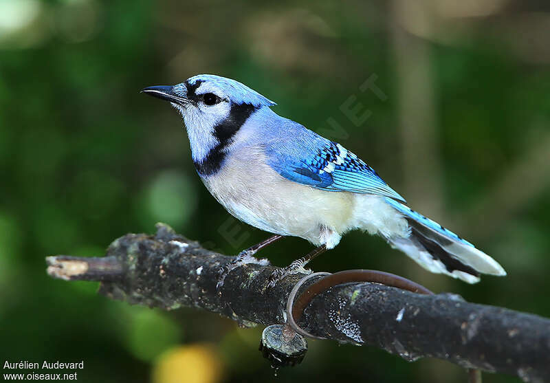 Geai bleuadulte, identification