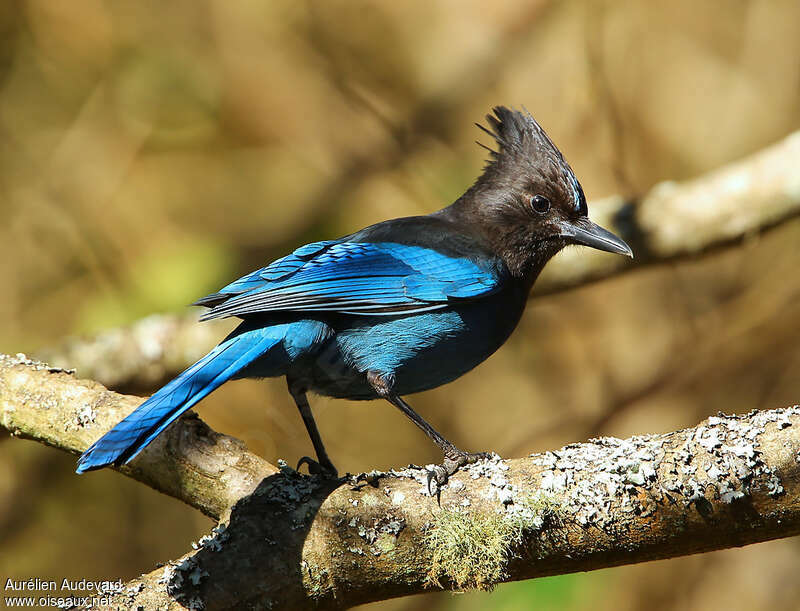 Steller's Jayadult, identification