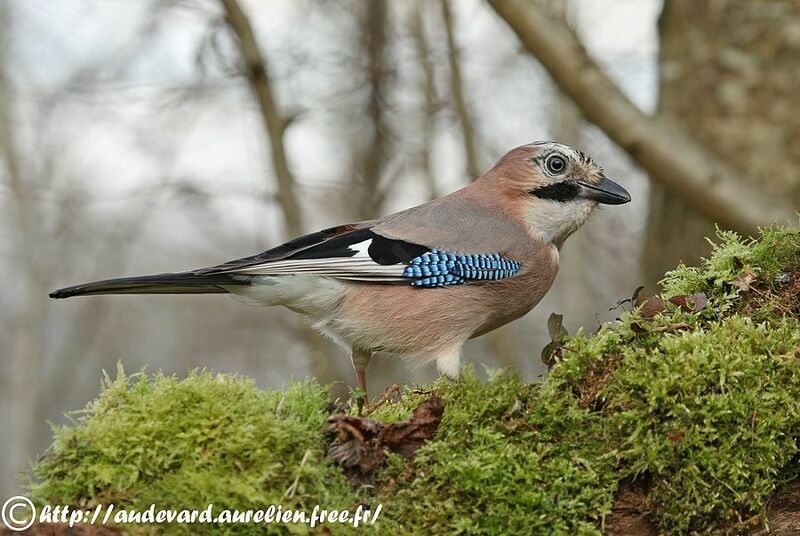 Geai des chênes, identification