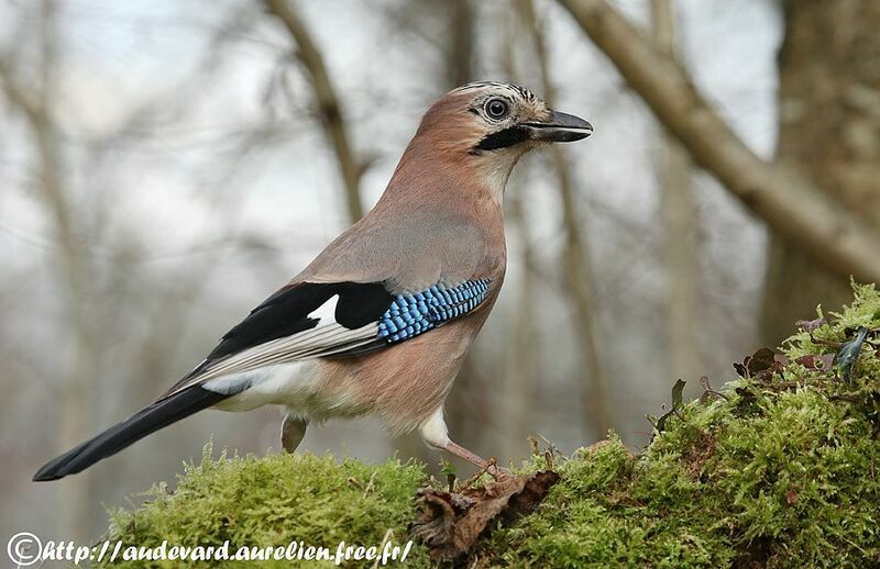 Eurasian Jayadult