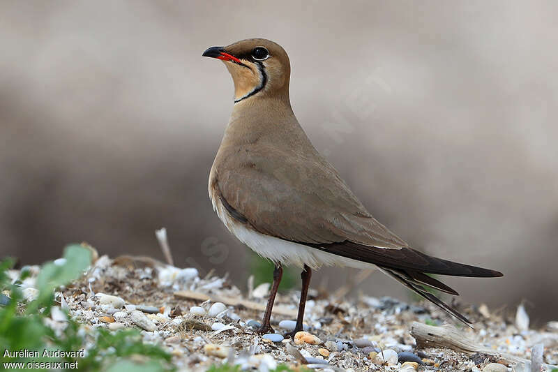 Collared Pratincoleadult breeding, pigmentation