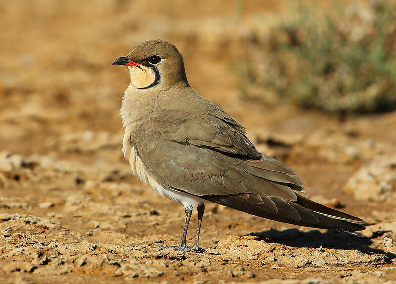 Collared Pratincole