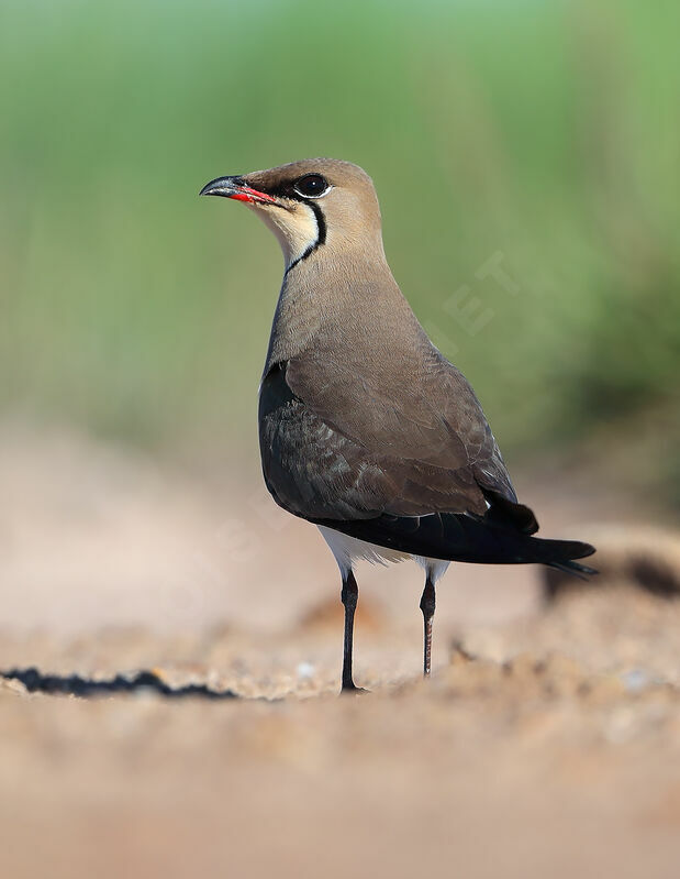 Collared Pratincoleadult, identification