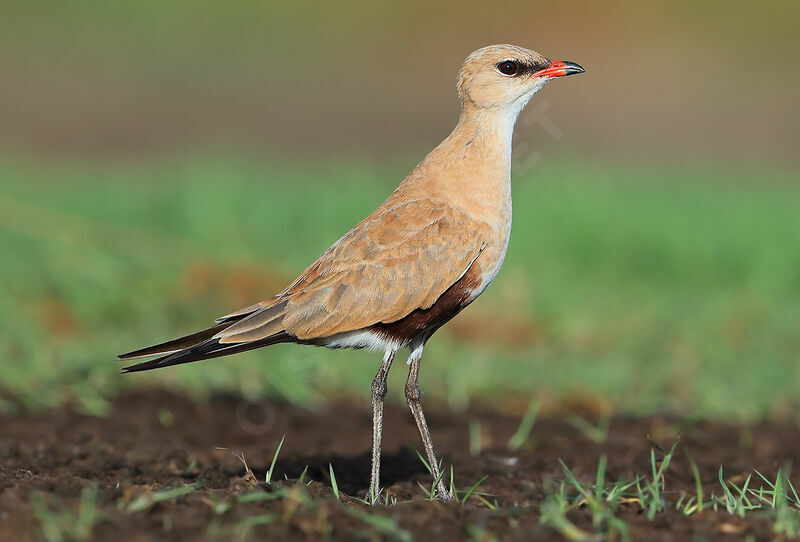 Australian Pratincole, identification