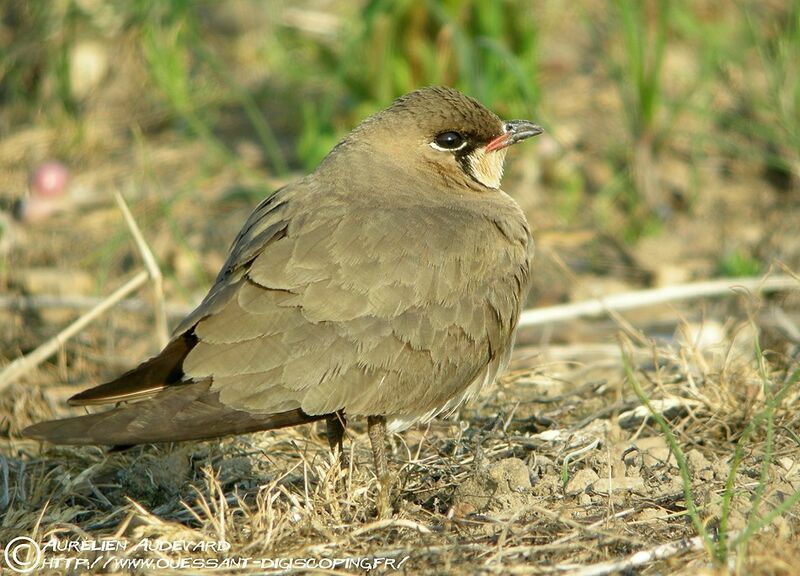 Oriental Pratincole