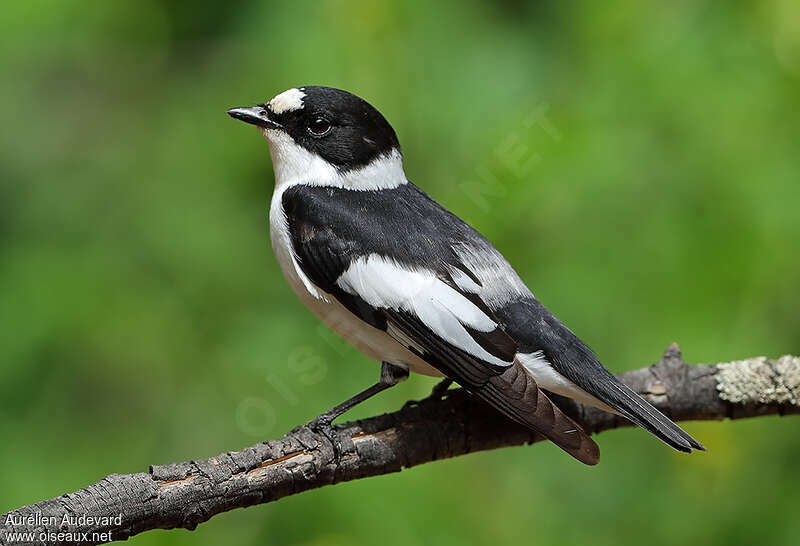 Collared Flycatcher male adult breeding, identification