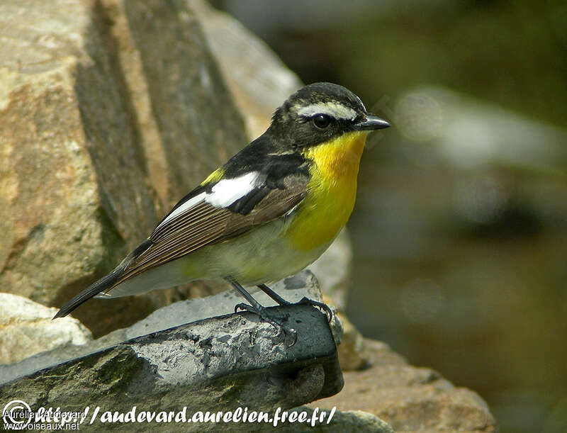 Gobemouche à croupion jaune, identification