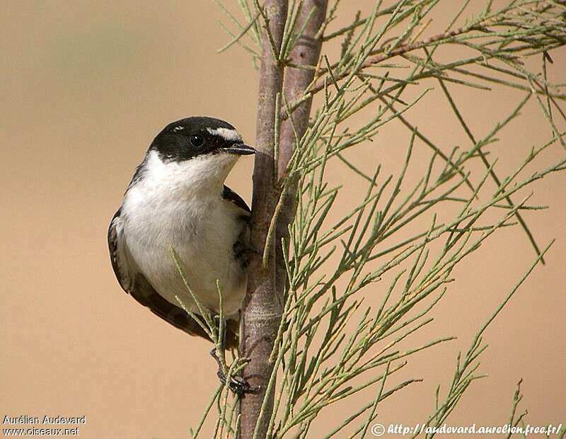 Semicollared Flycatcher male adult, close-up portrait