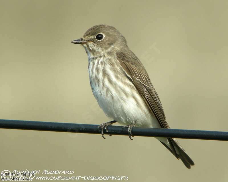 Grey-streaked Flycatcher, identification