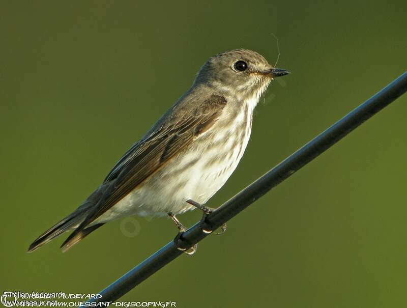 Grey-streaked Flycatcher, identification