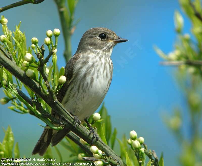 Grey-streaked Flycatcheradult breeding, identification