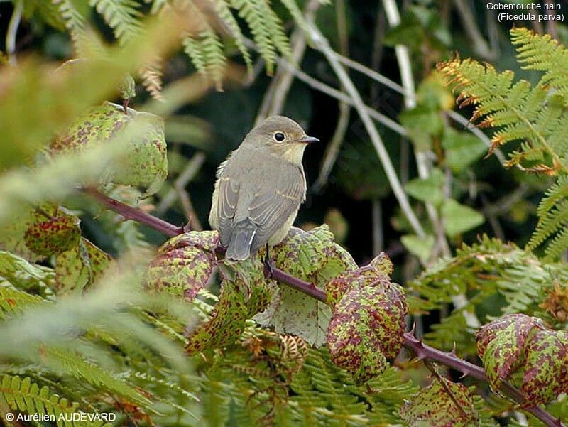 Red-breasted Flycatcher