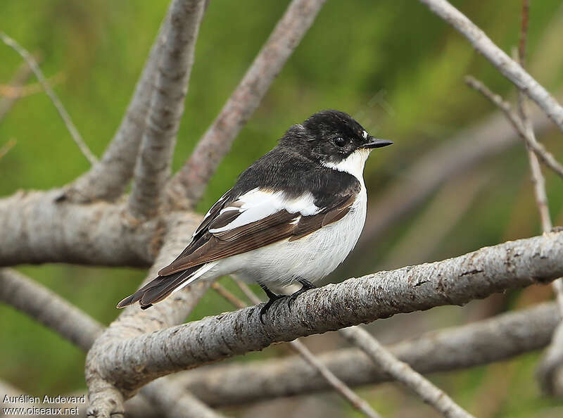 European Pied Flycatcher male Second year, identification