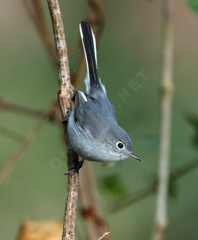 Gobemoucheron gris-bleu