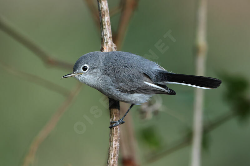 Gobemoucheron gris-bleu