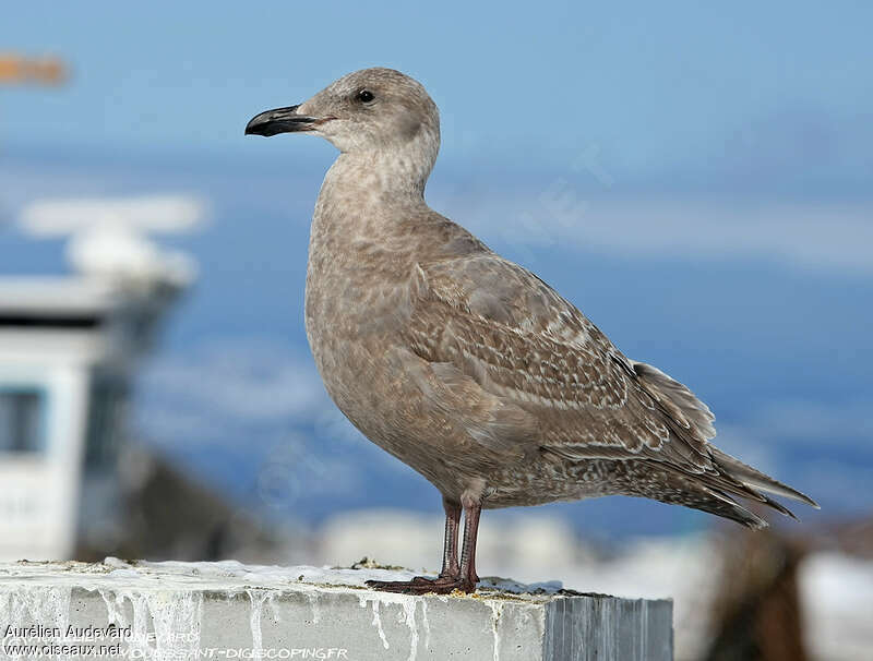 Glaucous-winged Gulljuvenile, identification