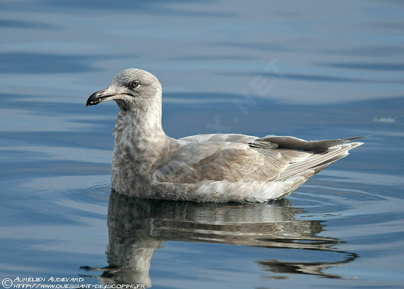 Goéland à ailes grises