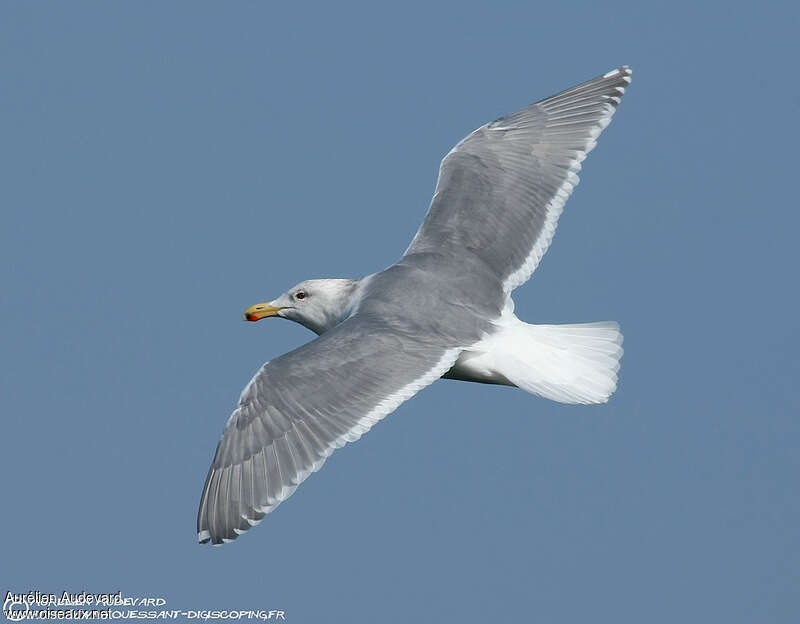 Glaucous-winged Gulladult, Flight