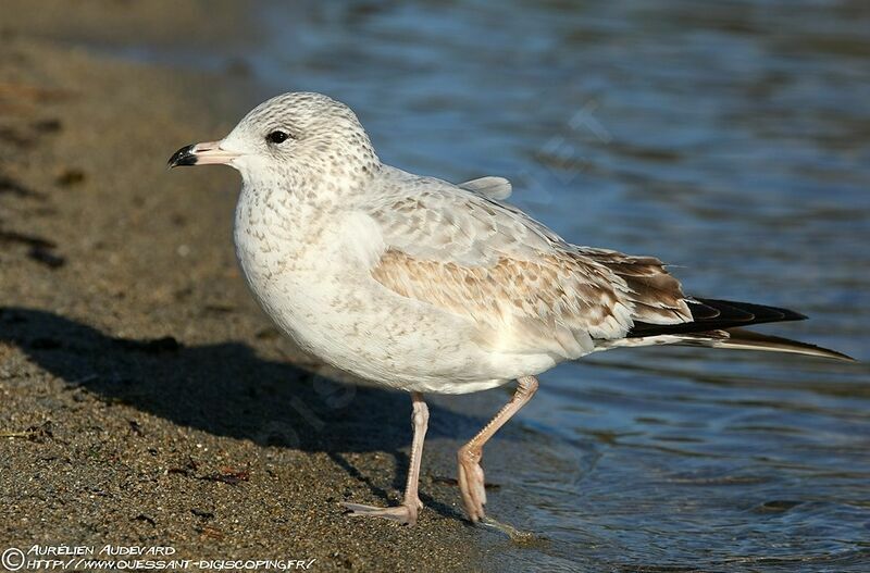 Ring-billed Gull