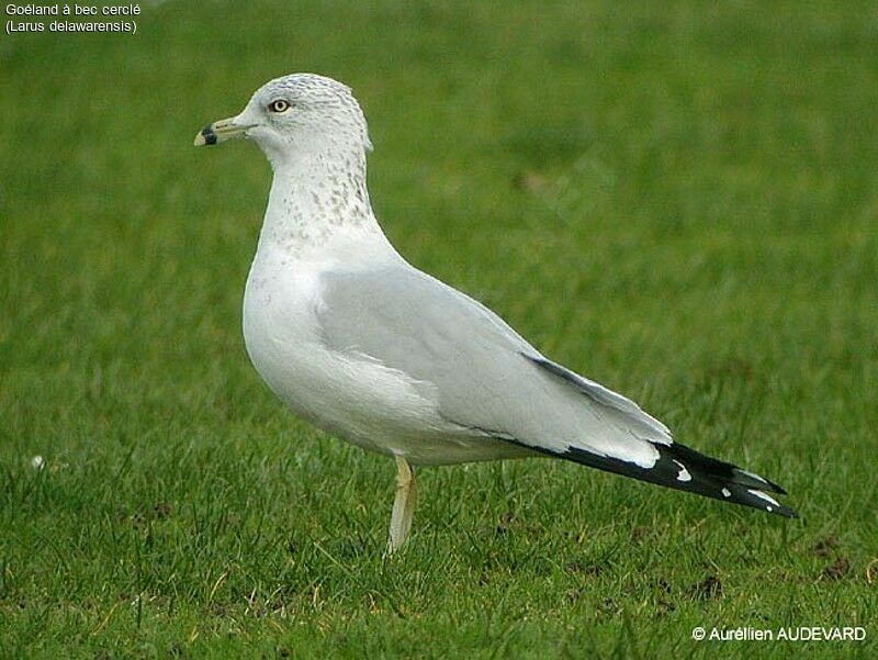 Ring-billed Gull