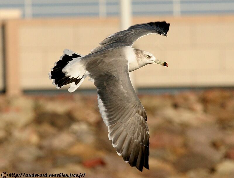 Black-tailed Gull