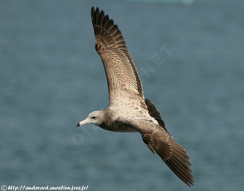 Black-tailed Gull