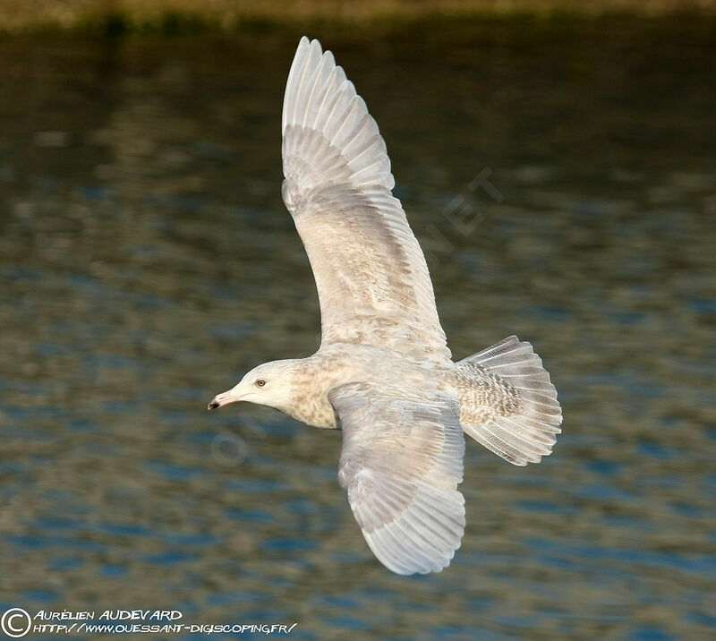 Glaucous Gull