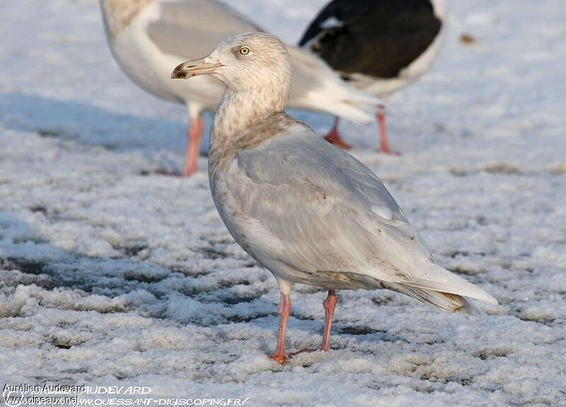 Glaucous GullThird  year post breeding, close-up portrait