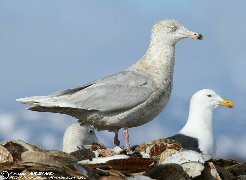 Glaucous Gull