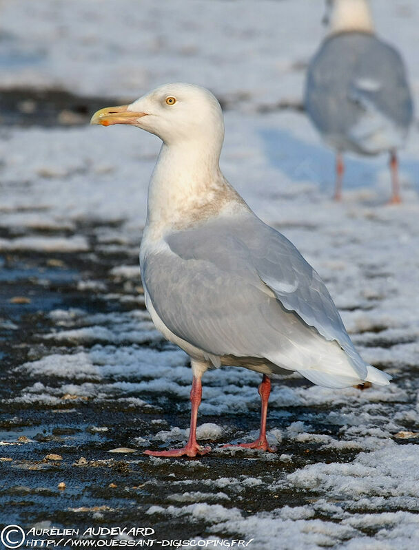 Glaucous Gull