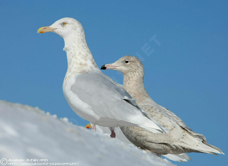 Glaucous Gull