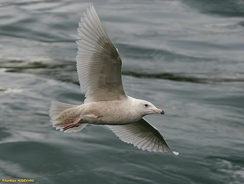 Glaucous Gull