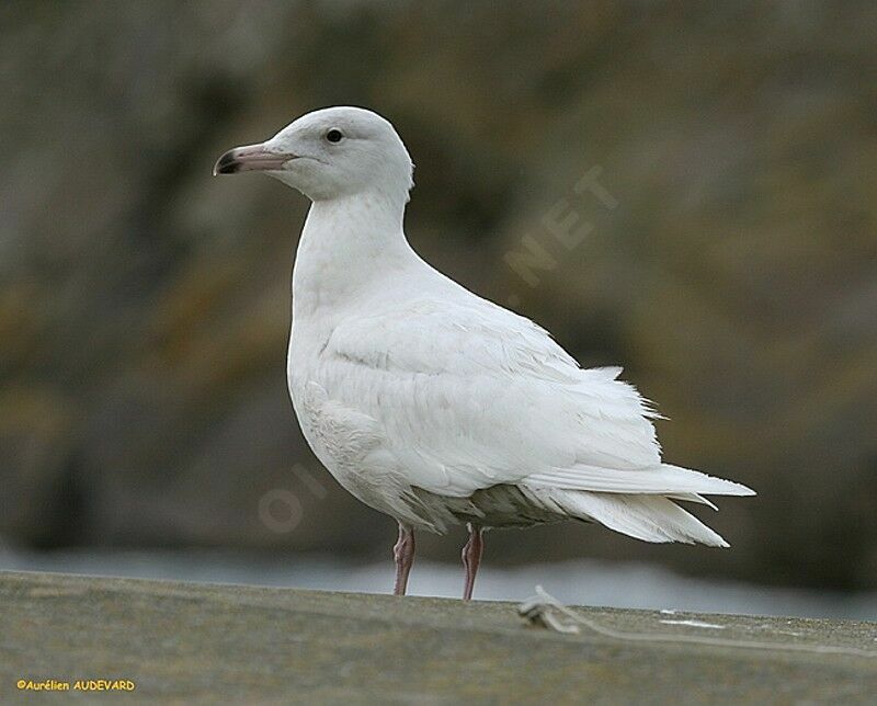 Glaucous Gull