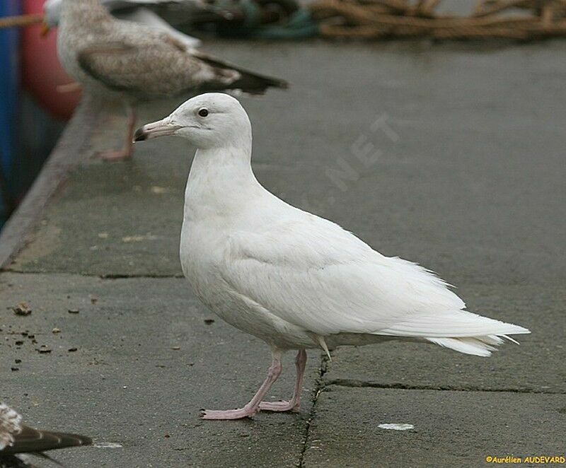 Glaucous Gull