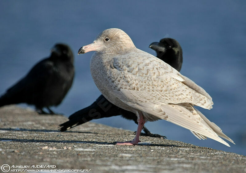 Glaucous Gull