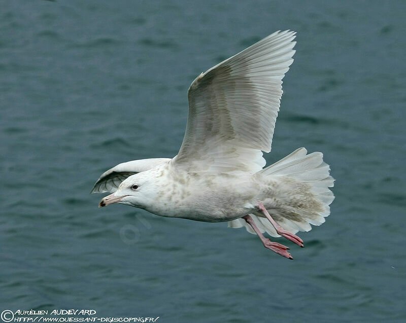 Glaucous Gull