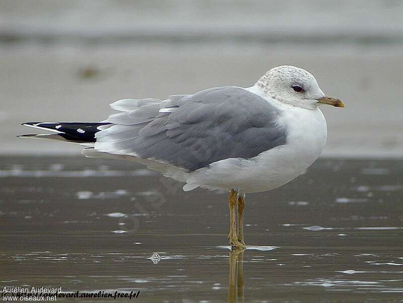 Common Gulladult post breeding, identification