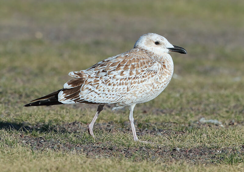 Goéland de Mongolie1ère année, identification