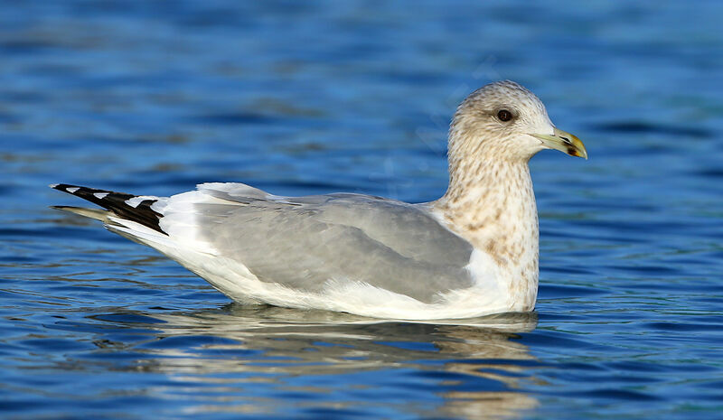 Iceland Gull (thayeri)