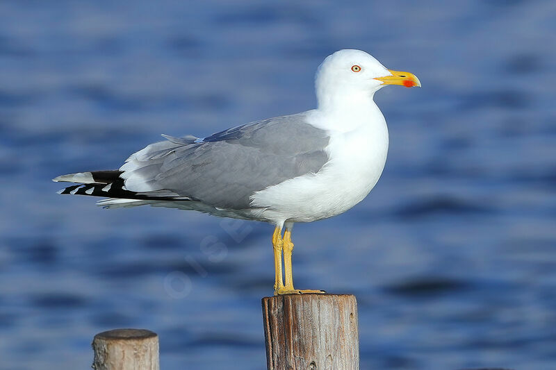 Goéland leucophéeadulte nuptial, identification